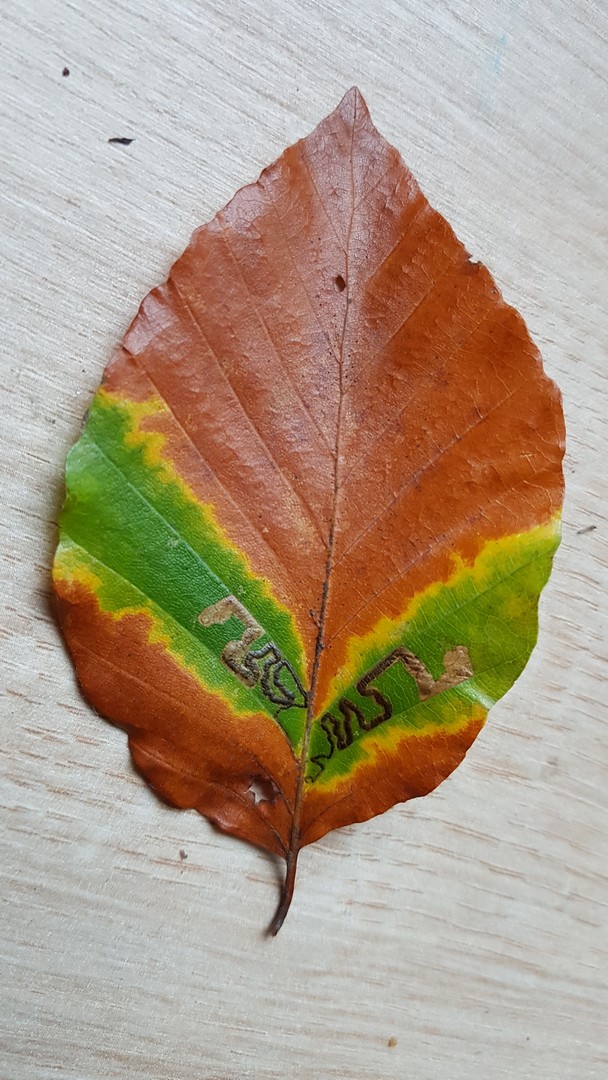 njuuz Herbstfarben verständlich gemacht