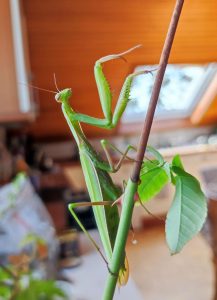 In Remscheid gefundene Gottesanbeterin